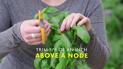 Aug 16, 2023 · Just go ahead and harvest a whole basil branch at a time, stem and all. Just make sure you leave a couple of inches of steam at the bottom of the plant and always snip the stem about a 1/4 inch above a node, which is the place where a set of leaves or stems meet up with the main stem. Once you’ve done all your stem-snipping, go ahead and ... 